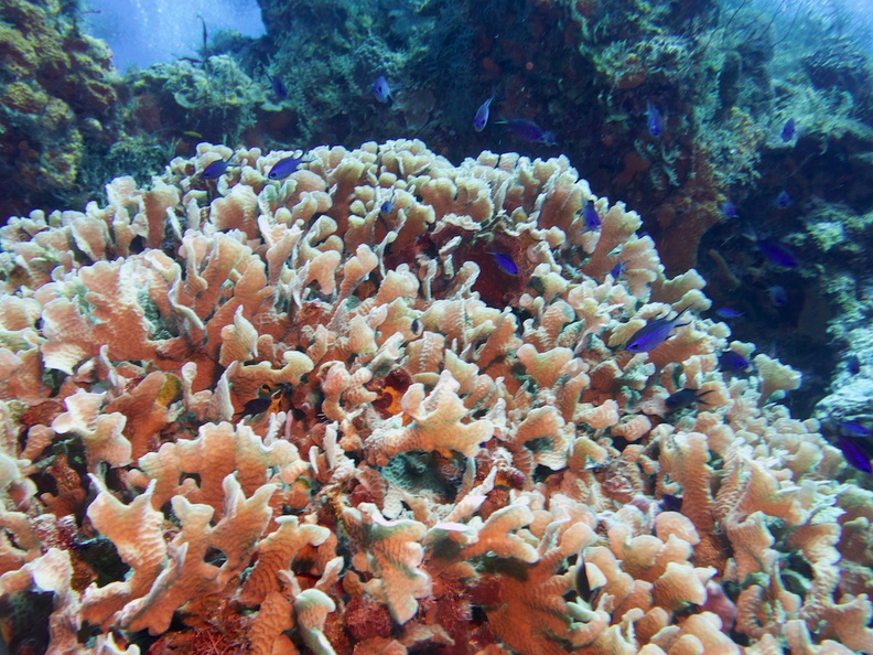 Fused Staghorm Coral IMG_4946.jpg